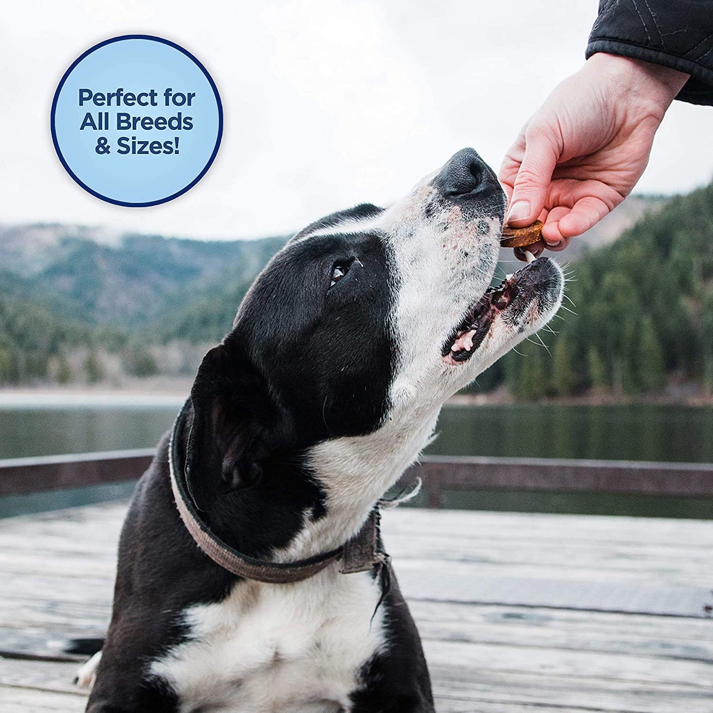 Natural Balance L.I.T. Sweet Potato and Fish Formula Dog Treats 28 ounce (2-pack 14 ounce each)