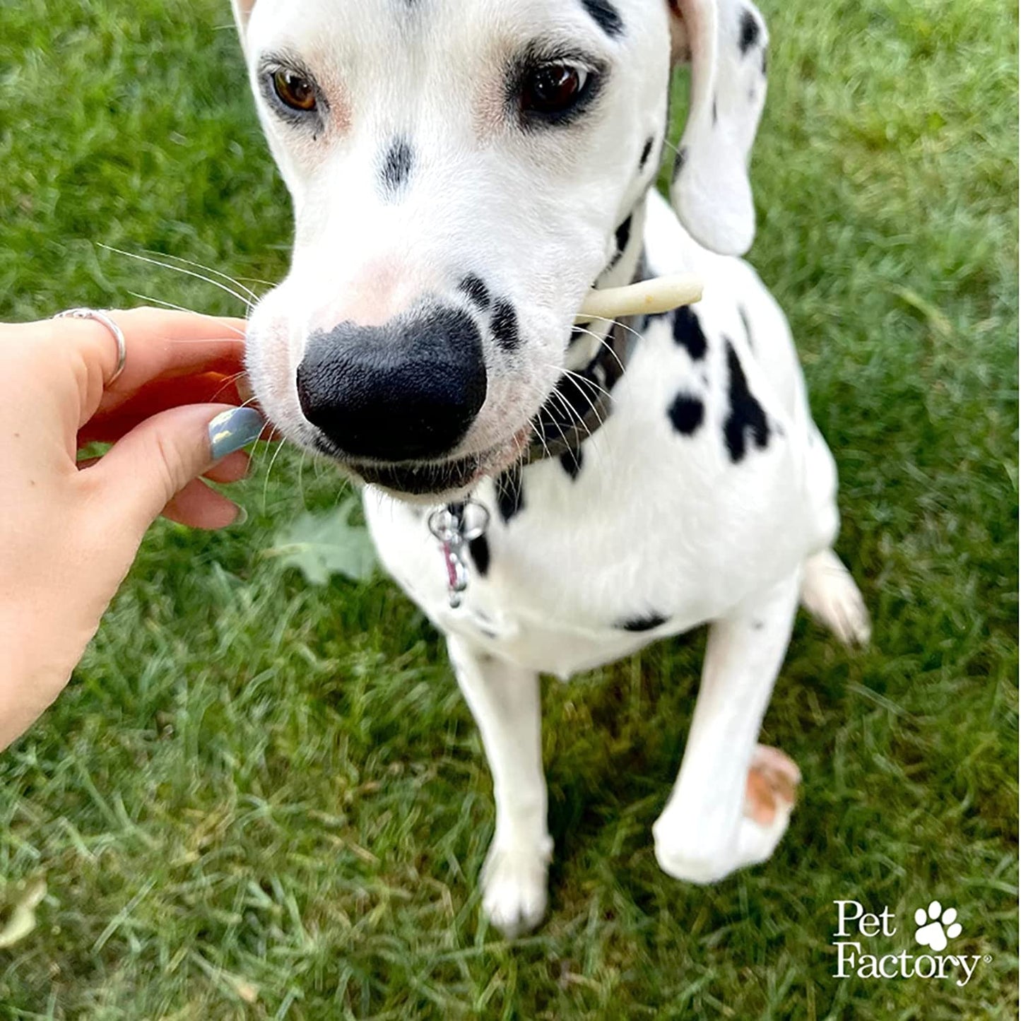 Pet Factory Dog Treats