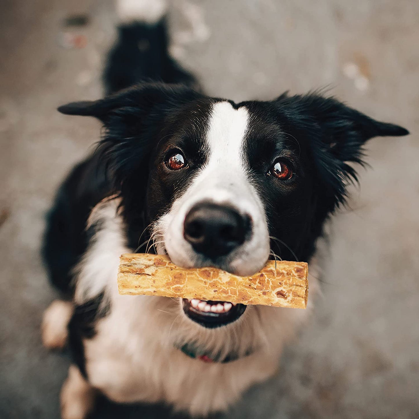Nothing to Hide Natural Rawhide Alternative 5'' Rolls for Dogs - 3 Pack (6 Chews) Premium Grade Easily Digestible Chews - Great for Dental Health by Fieldcrest Farms