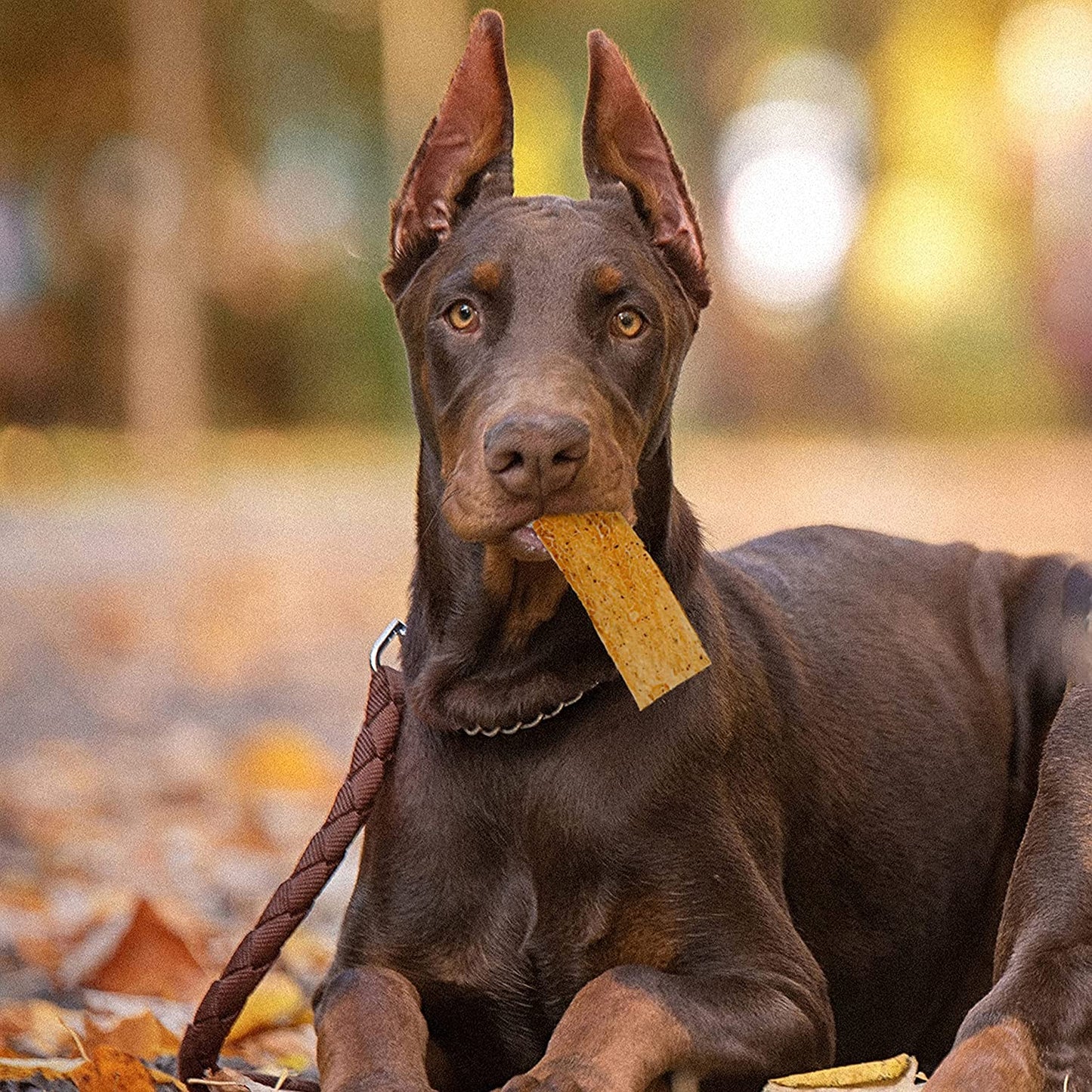 Nothin to Hide Flip Chips Dog Chews - Natural Rawhide Alternative Treats for Dogs, Chicken, Beef or Peanut Butter Flavor Snack for All Breed Dogs - 3 Pack by Fieldcrest Farms