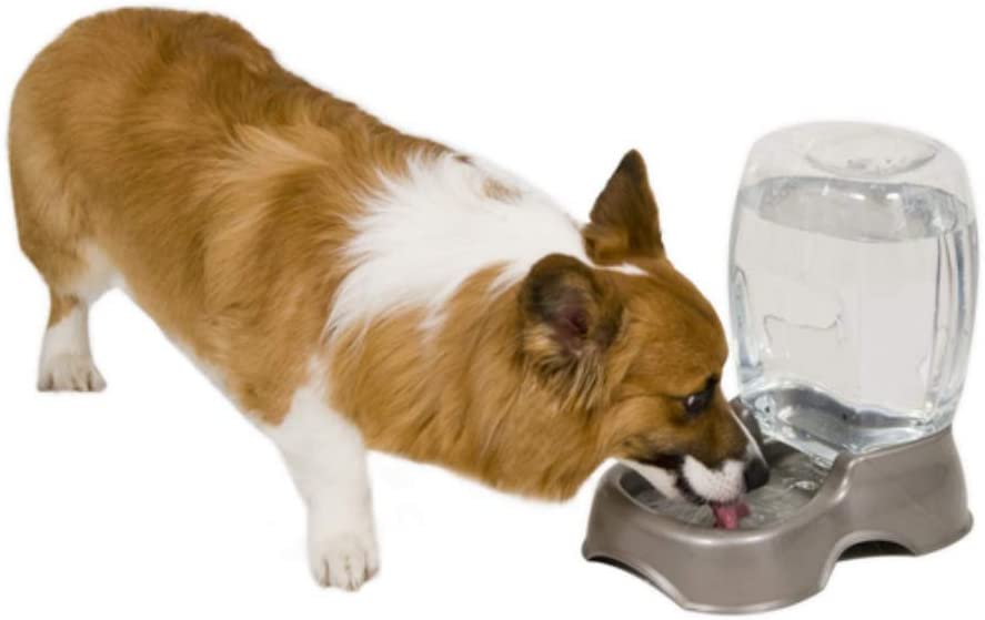 Petmate Pet Cafe Waterer Cat and Dog Water Dispenser