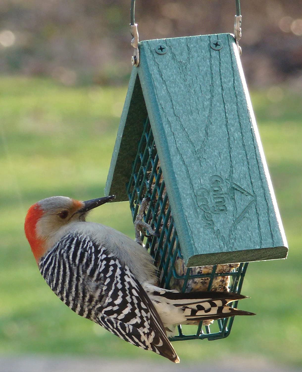 Audubon Going Green Suet Feeder Model NAGGSUET