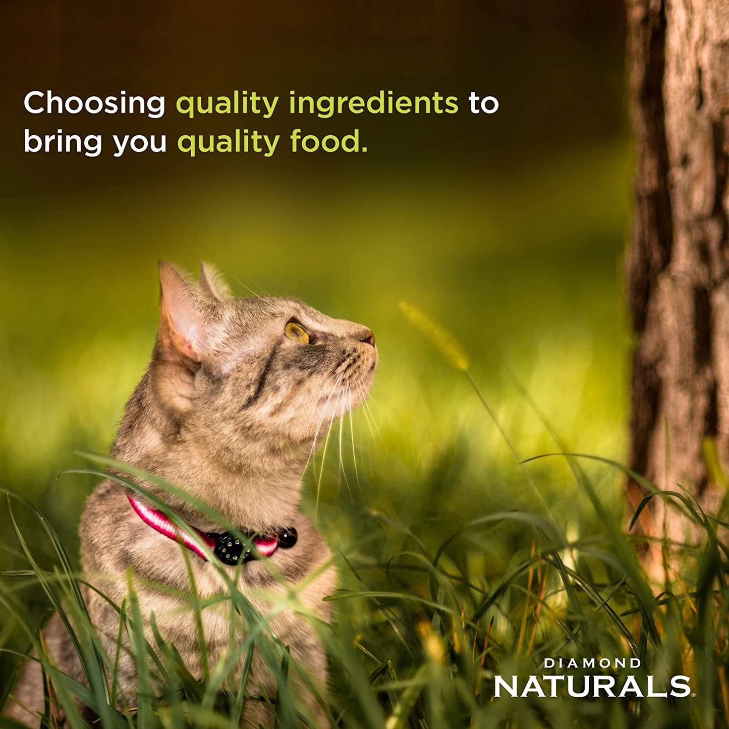 DIAMOND NATURALS High Protein Premium Formulas Dry Cat Food with Superfoods and Antioxidants