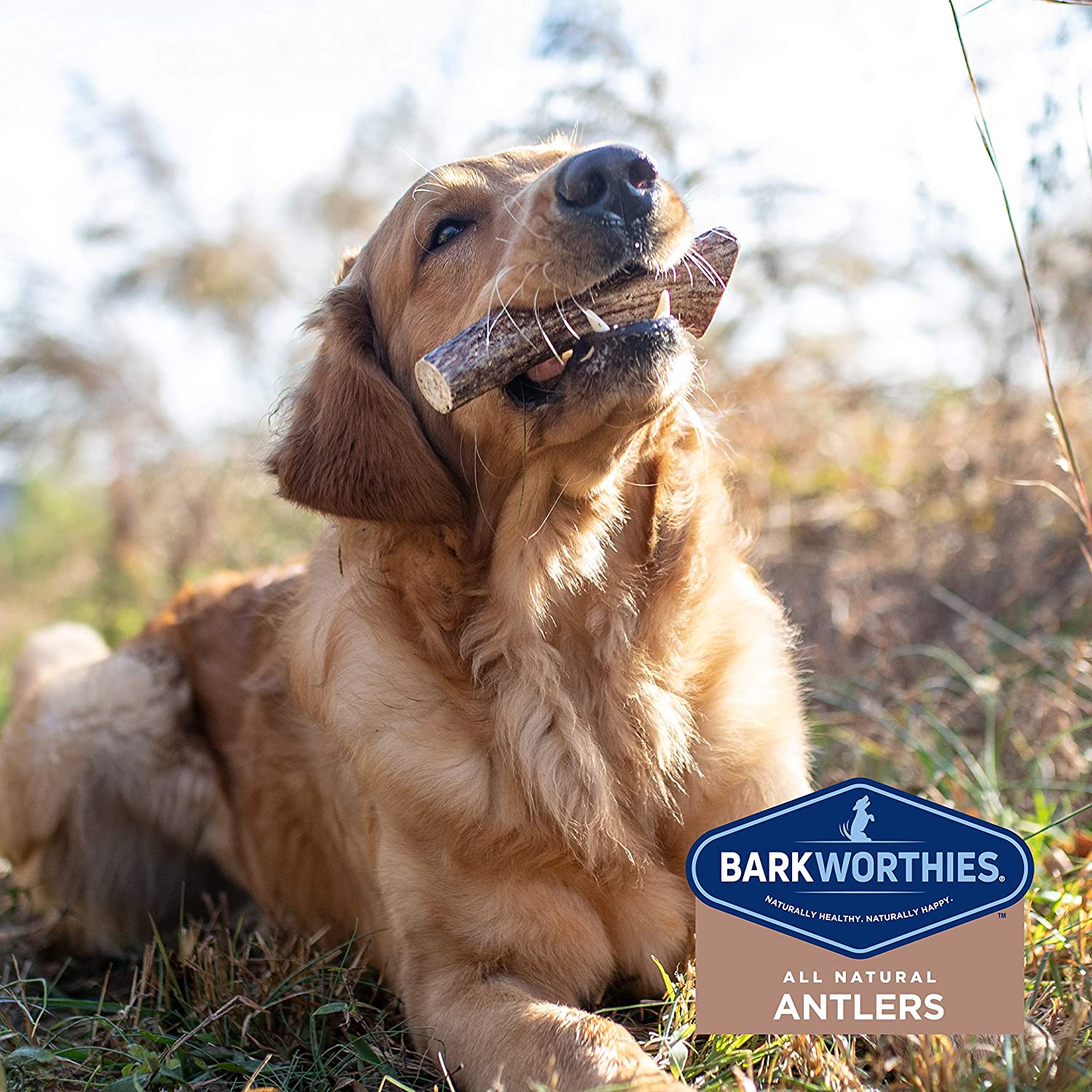 Barkworthies Hand Selected, Naturally Shed Split & Whole Elk Antlers - Premium Long Lasting, Odor Free Dog Chews for All Dog Sizes and Breeds - No Chemical Treatments, No Added Preservatives