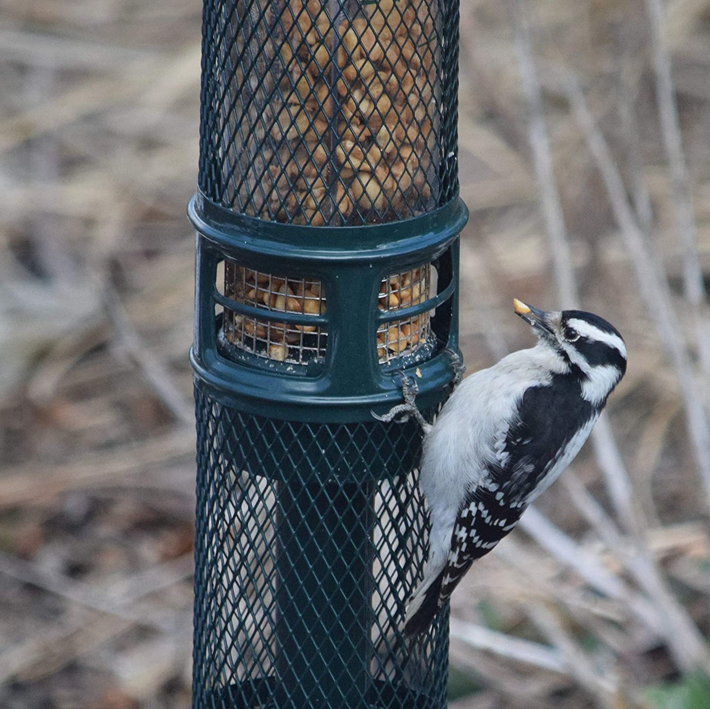 Lyric Peanut Pieces Wild Bird Food